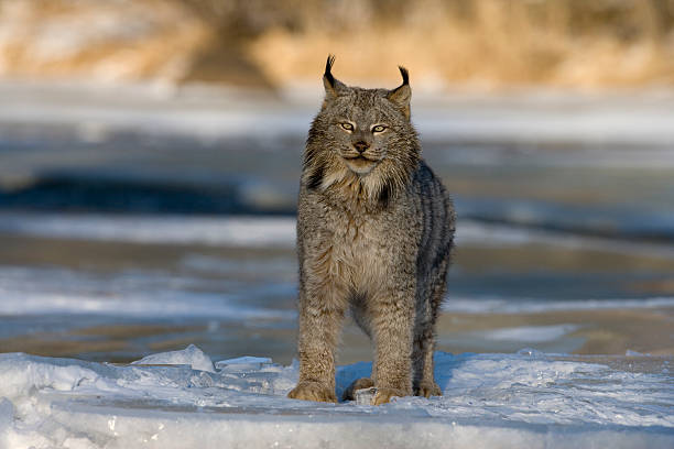 istock Canadian lynx, Lynxa canadensis 186982765