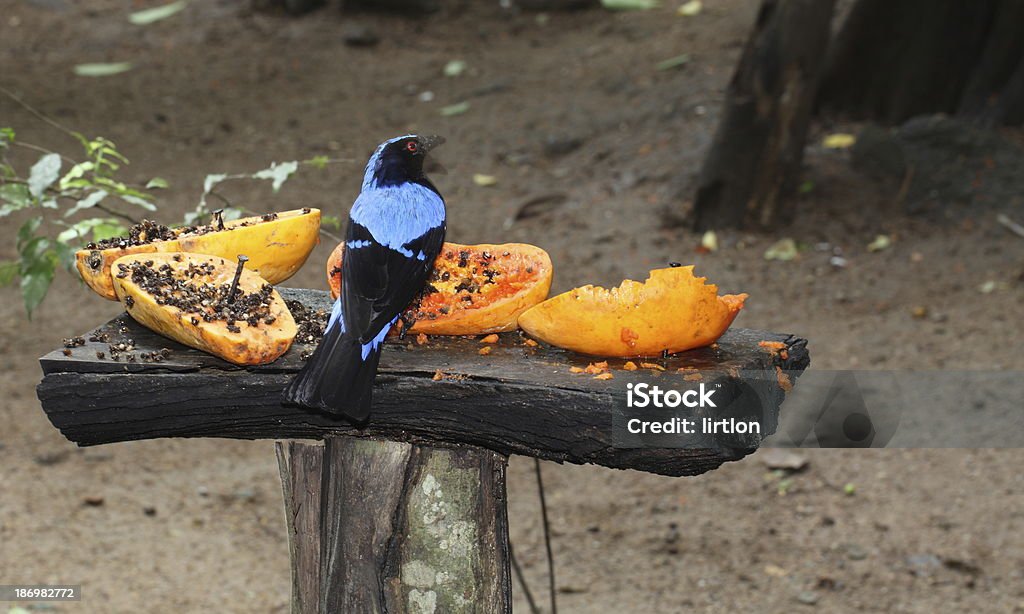 Asiática de hadas-azulejo comer papaya - Foto de stock de Ala de animal libre de derechos