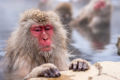 Macaques bath in hot springs in Jigokudani Park, Nagano, Japan.