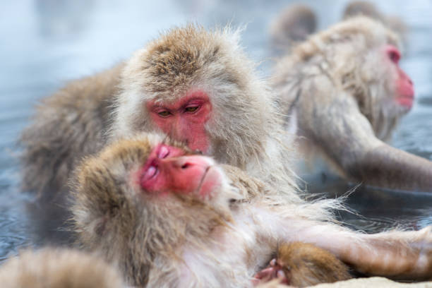Macaqus in Nagano, Japan