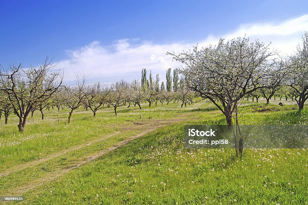 Orchard - Photo de Arbre libre de droits