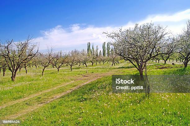 Frutteto - Fotografie stock e altre immagini di Albero - Albero, Ambientazione esterna, Blu