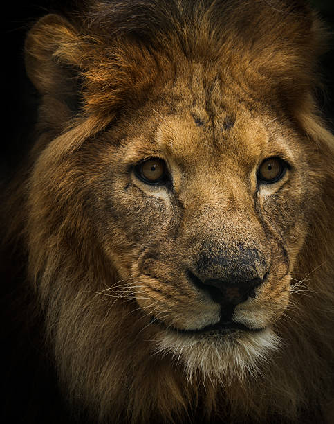 istock portrait of a lion 186984466