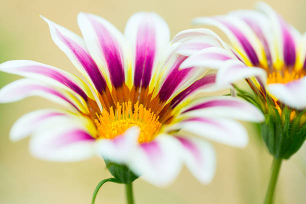 Tiger Striped Gazania flower, close up