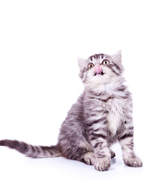 istock baby silver tabby cat licking its nose 186984718