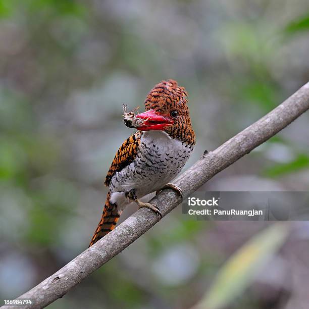 Weibliche Gebänderte Kingfisher Stockfoto und mehr Bilder von Asien - Asien, Ast - Pflanzenbestandteil, Blau