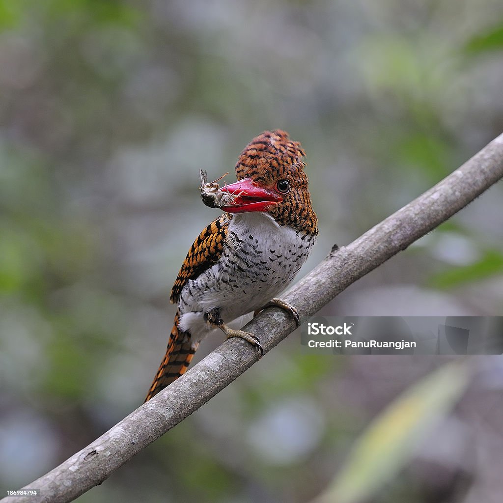 Feminino faixa Kingfisher - Foto de stock de Alimentar royalty-free