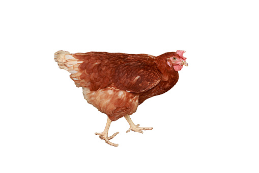 Full body of brown young, standing hens used for farm animals.With isolated on a white background,with clipping paths