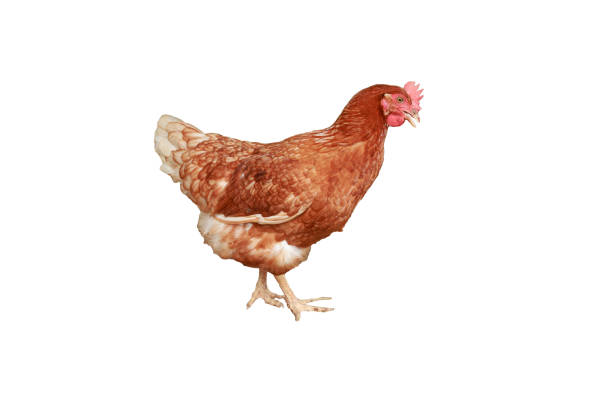 istock Full body of brown young,  hens 1869848720