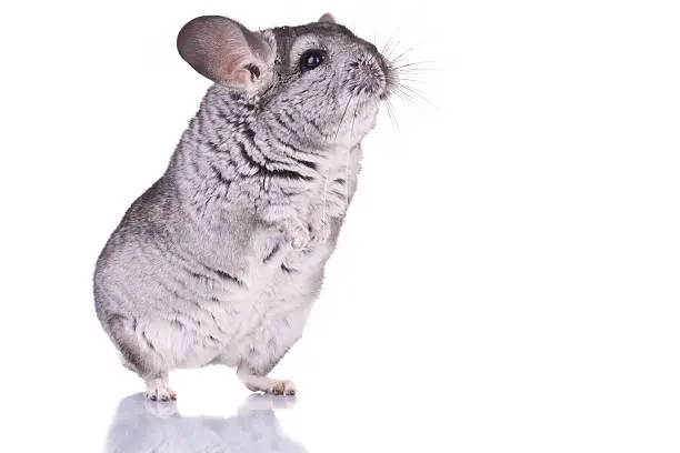 curious Young Chinchilla standing on its hind legs, over white