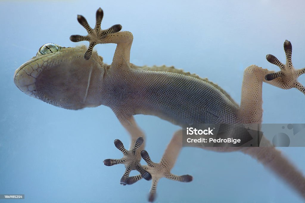 Gecko from below Adhesive hands of a gecko from below Animal Stock Photo