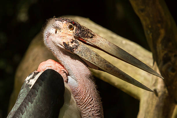 Close-up of an marabu A close-up of an marabu marabu stork stock pictures, royalty-free photos & images