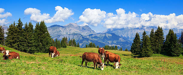 istock Panoramic view of french Alps 186985499