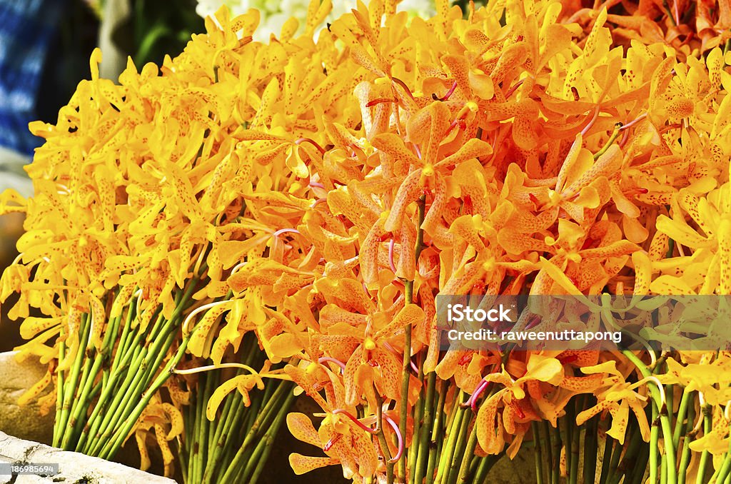 orchid - Foto de stock de Aire libre libre de derechos