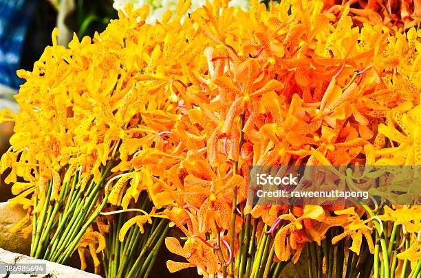 Orchid Foto de stock y más banco de imágenes de Aire libre - Aire libre, Amarillo - Color, Asia