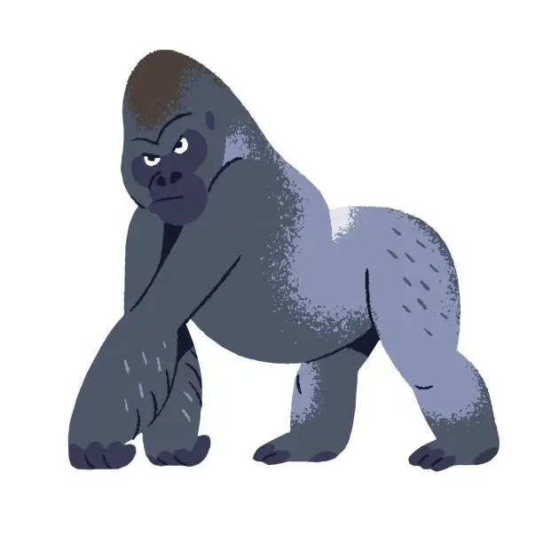 Vector illustration of Strong gorilla with serious look walking. Muscular primate, great ape, stern large monkey strolling. African animal, jungle inhabitant. Exotic fauna, nature. Flat isolated vector illustration on white