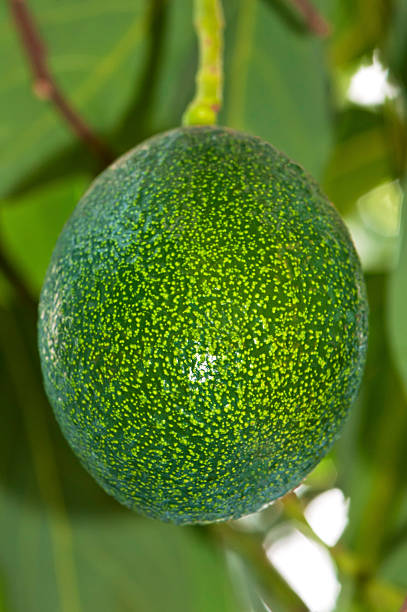 Avocado on a tree