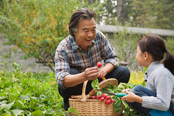 nonno e nipote in giardino - vegetable child growth people foto e immagini stock