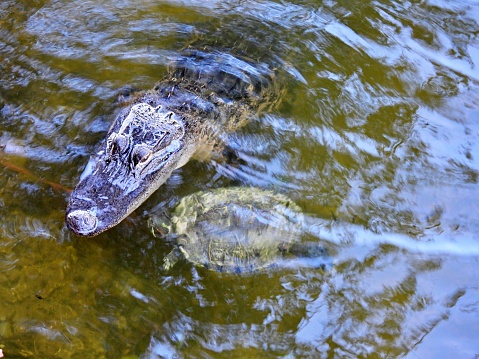 American Fresh Water Alligator, Florida