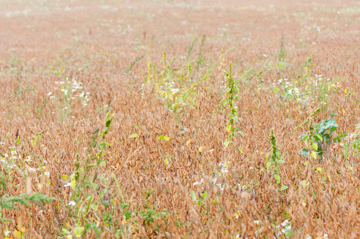 field with soya beans