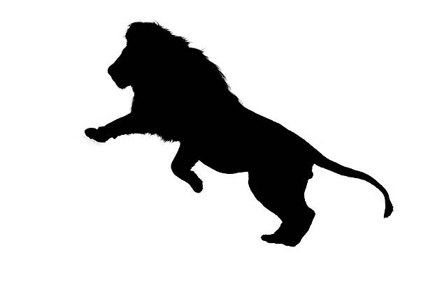 Black silhouette of male lion against white background