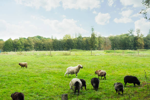 Group of sheeps eating green grass