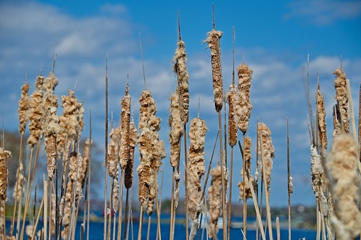 Cattails (Typha) on the Banks of a Lake
