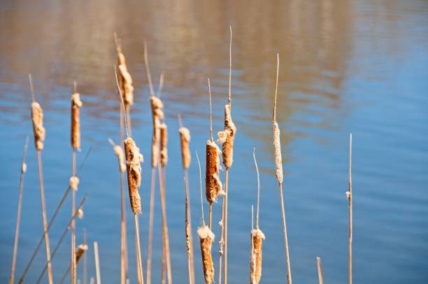 istock Cattails on the Banks of a Lake 1869885321