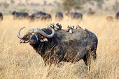 african-buffalo.jpg?b=1&s=170x170&k=20&c=M0HUQqiXN8Z4F1BkIMxdyyO0DKUHUnntcwnixY7UZBw=