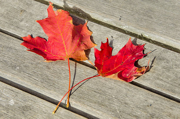 istock Maple Leaves on a Wooden Table 186989264
