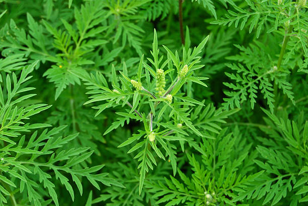 istock Ambrosia artimisiifolia-Ragweed 186989401