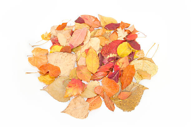 istock Colorful Autumn Leafs XXLarge on white 186989423