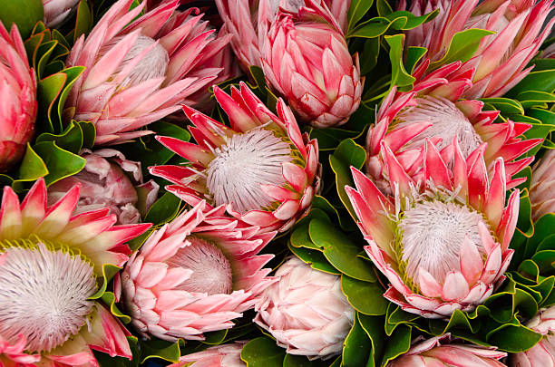 丸め proteas の - オセアニア ストックフォトと画像