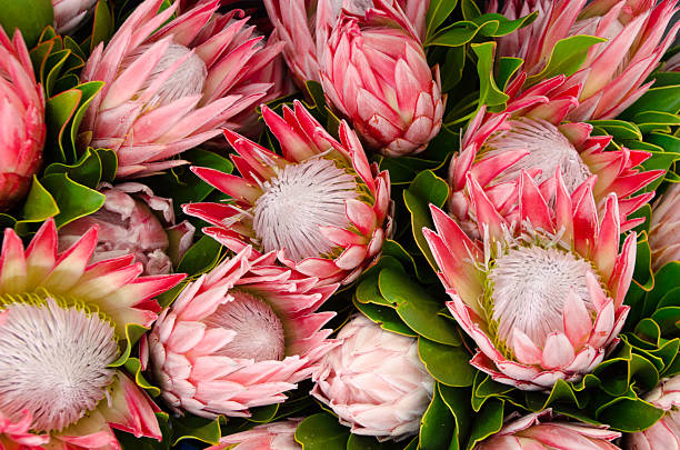 Bunches of Proteas Bunches of King Proteas pictured from above. fynbos photos stock pictures, royalty-free photos & images