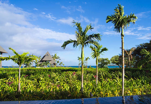 Shot of beautiful palms in the caribbean beauty Dominican Republic