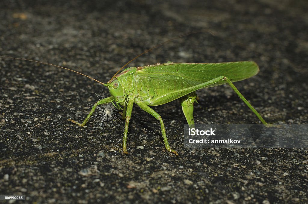 Locust colocación de huevos - Foto de stock de Acostado libre de derechos