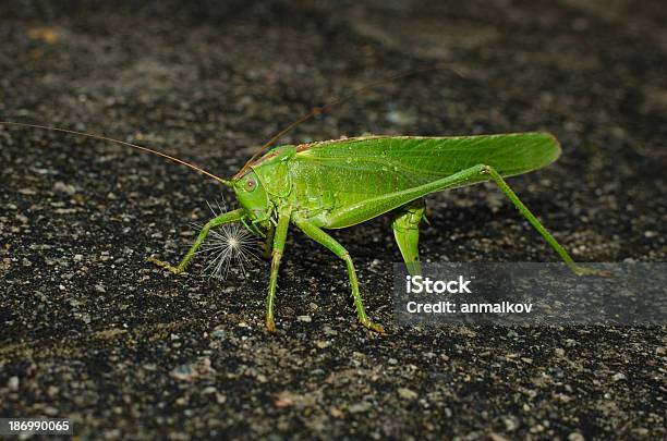 Locust Colocación De Huevos Foto de stock y más banco de imágenes de Acostado - Acostado, Ala de animal, Animal