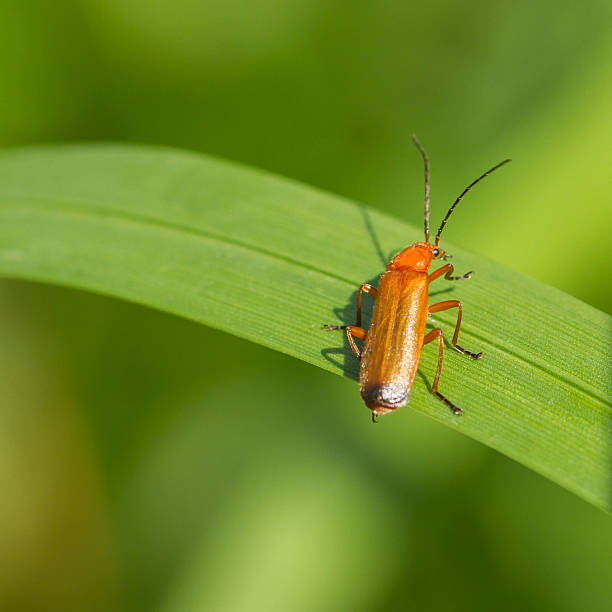 Beetle Rhagonycha fulva Beetle Rhagonycha fulva on grass rhagonycha fulva stock pictures, royalty-free photos & images