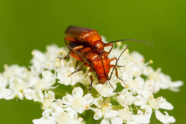 Beetle Rhagonycha fulva Beetle Rhagonycha fulva breeding on a Flower rhagonycha fulva stock pictures, royalty-free photos & images