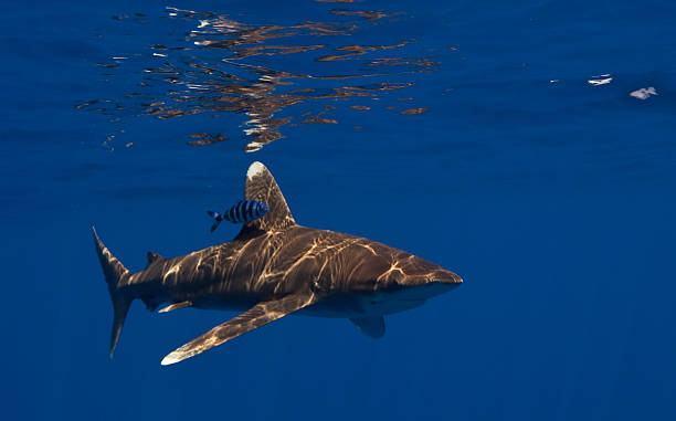 Oceanic White Tip with a Pilot Fish This is a oceanic white tip shark with a pilot fish in Kona, Hawaii. pilot fish stock pictures, royalty-free photos & images