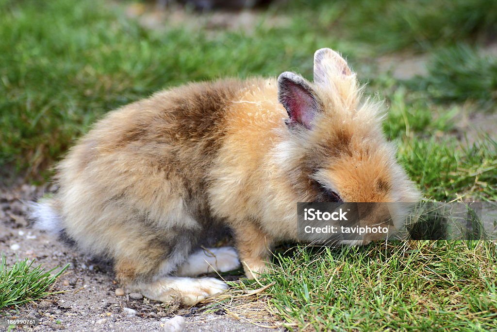Pequeno coelho cute - Royalty-free Animal Foto de stock