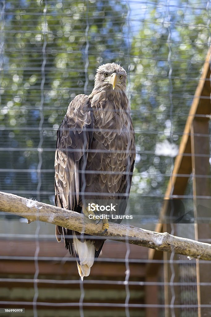 Aquila dalla coda bianca - Foto stock royalty-free di Animale