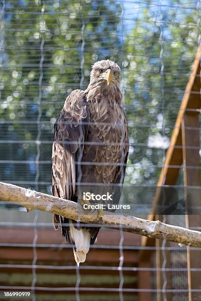 Aquila Dalla Coda Bianca - Fotografie stock e altre immagini di Animale - Animale, Animale da compagnia, Animale selvatico