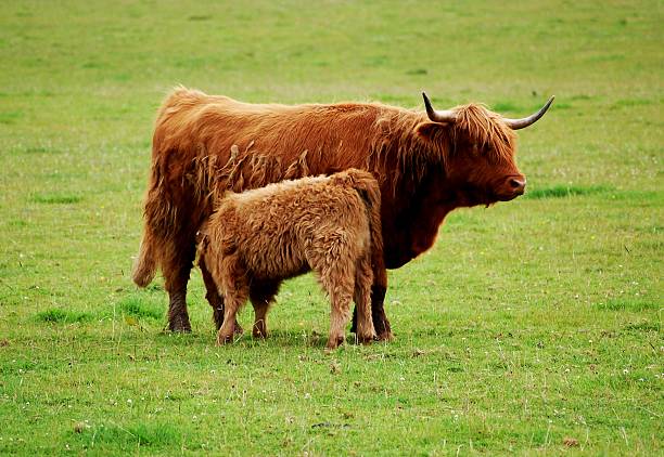 istock Highland cow with calf 186990993