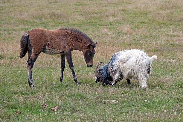 South Iceland - Icelandic horses in the pasture, Icelandic foal The southern Iceland, Iceland horse in the pasture, a curious foal and a contentious Iceland Goat gegenüber stock pictures, royalty-free photos & images