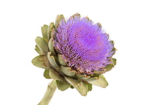 The Artichoke (Cynara cardunculus), a member of the thistle family, displays a unique and intricate blossom. This edible thistle, known for its culinary use, produces a vibrant purple flower head. The artichoke flower, if left unharvested, opens into a stunning display of tubular florets. This artichoke was photographed in Edgewood near Puyallup, Washington State, USA.