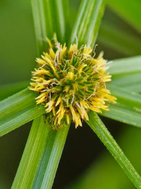 Cyperus difformis or small flower umbrella sedge, smallflower flat sedge, variable flatsedge, rice sedge. The flowers are rounded bundle inflorescence with few long, wispy leaves around the base