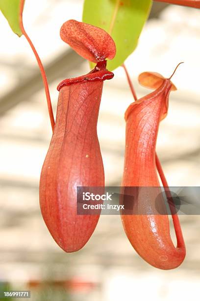 Nepenthes - Fotografias de stock e mais imagens de Medicina Chinesa - Medicina Chinesa, Plantar, Arrancar Ervas Daninhas