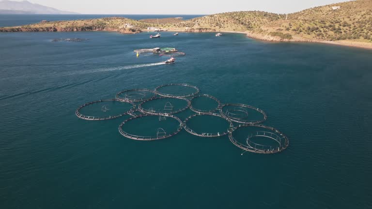 Aerial drone view of fish farming nets in the sea