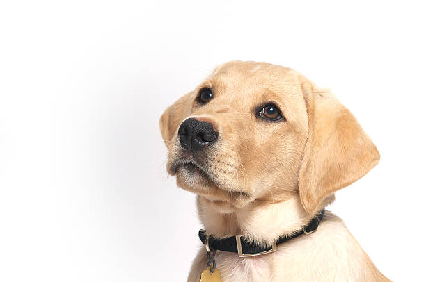 istock Yellow Labrador Retreiver Puppy 186991834
